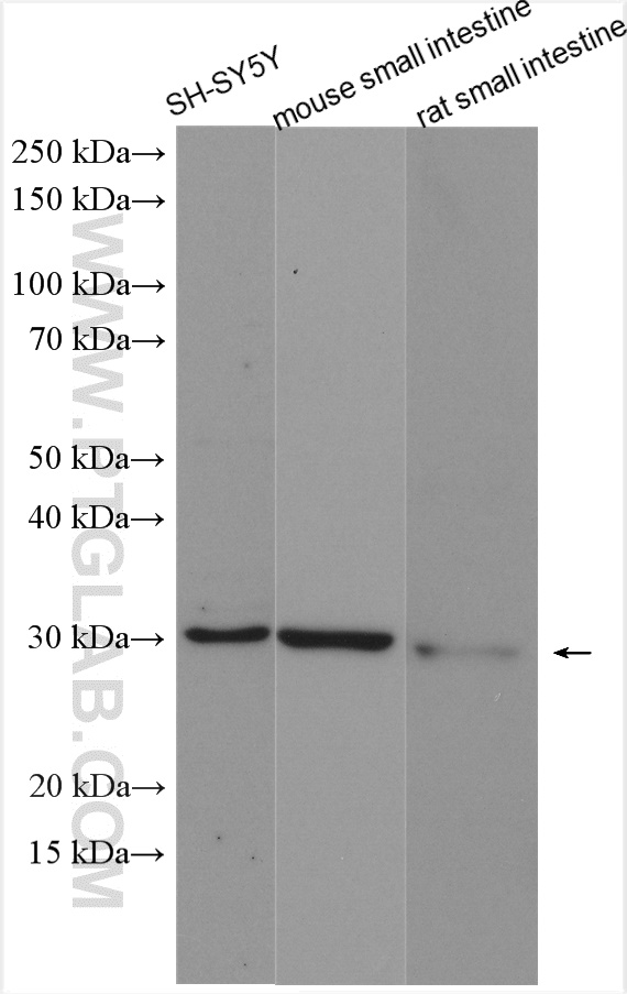 WB analysis using 10942-1-AP