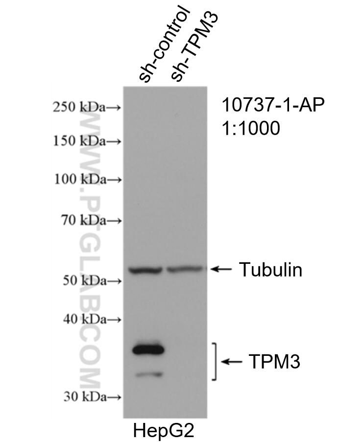 WB analysis of HepG2 using 10737-1-AP