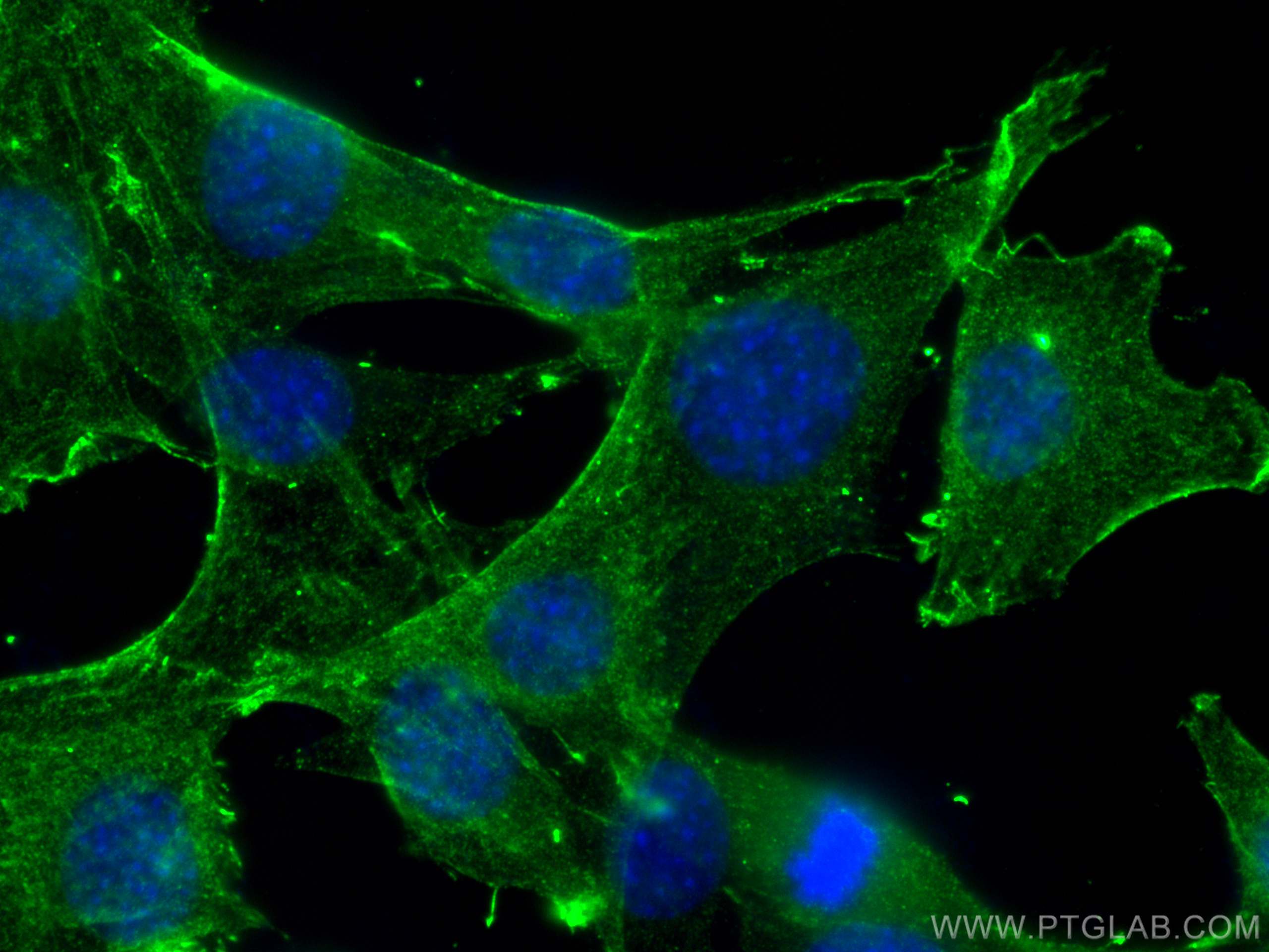 IF Staining of C2C12 using 68158-1-Ig