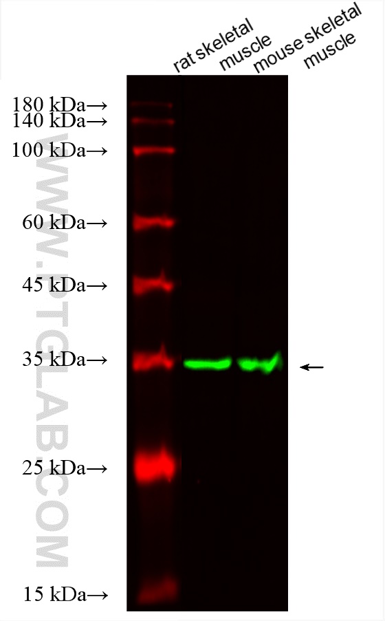 WB analysis using CL488-67244