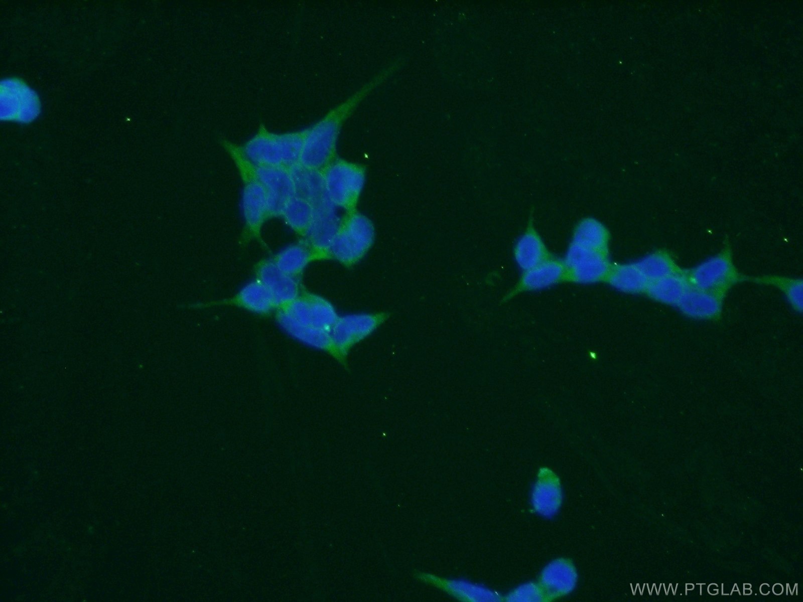 IF Staining of HEK-293 using 10682-1-AP