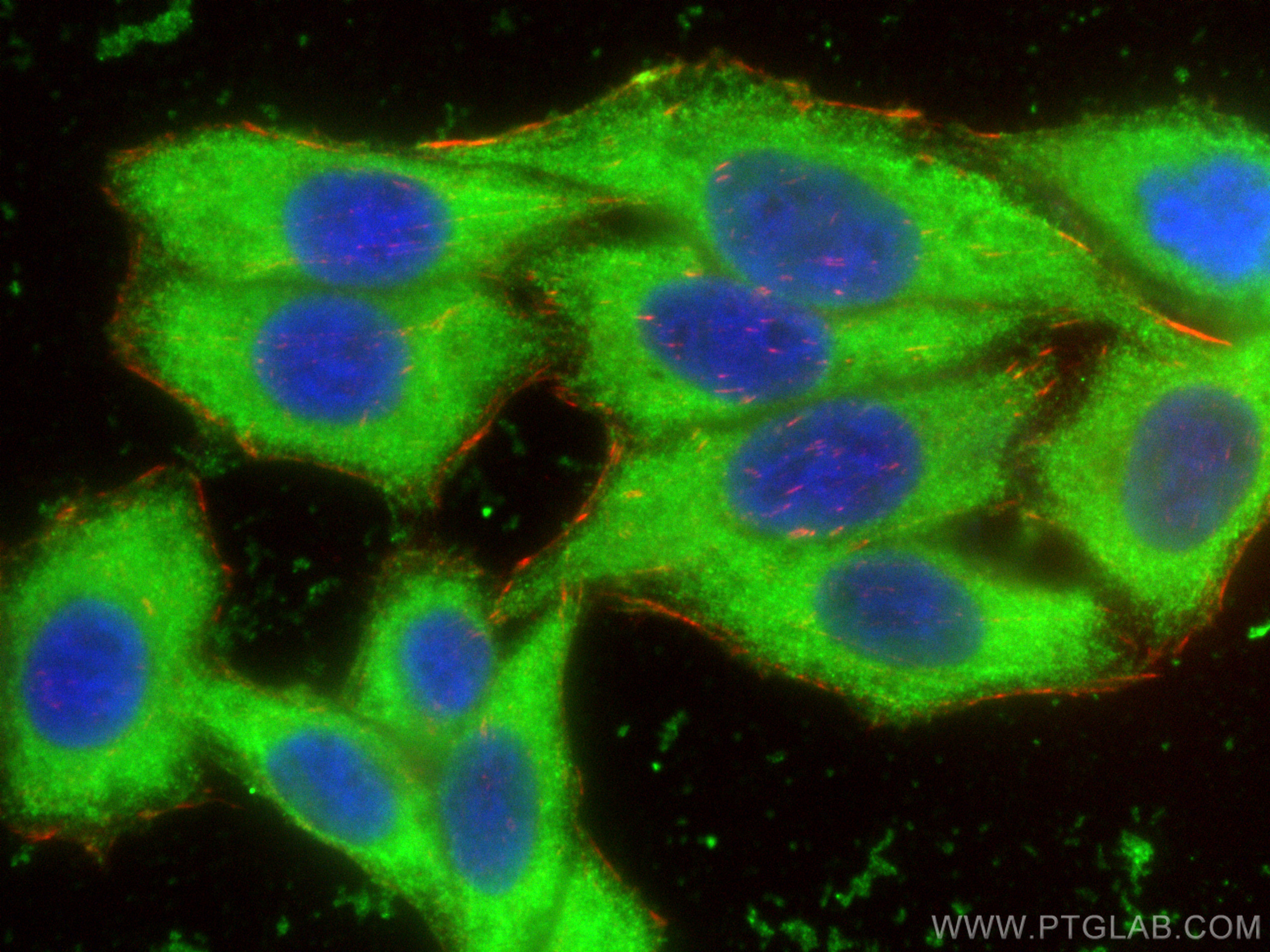 IF Staining of HepG2 using 68251-1-Ig