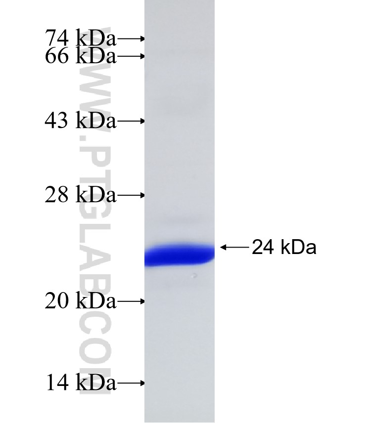 TPO fusion protein Ag30201 SDS-PAGE