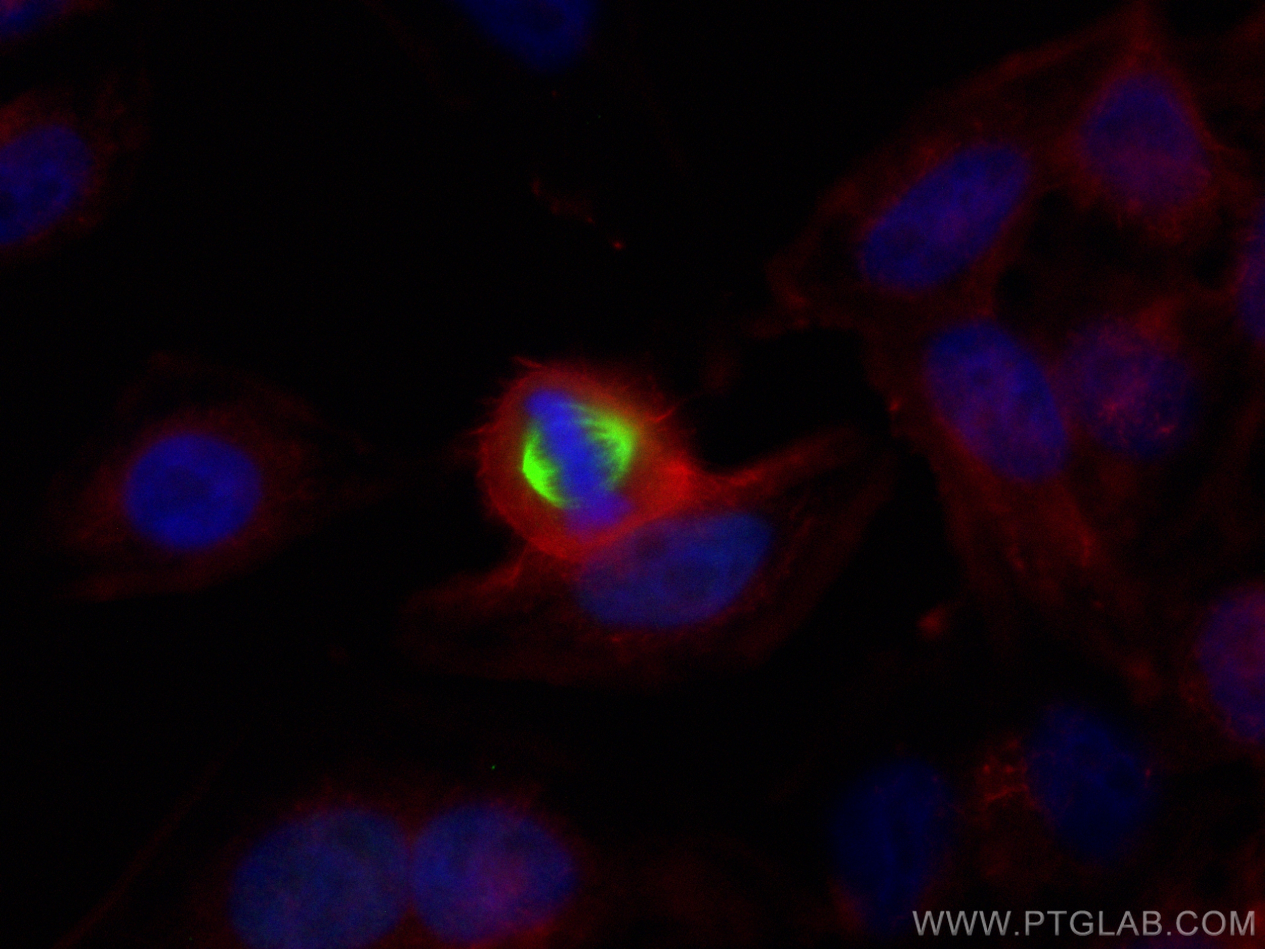 IF Staining of HepG2 using CL488-11741