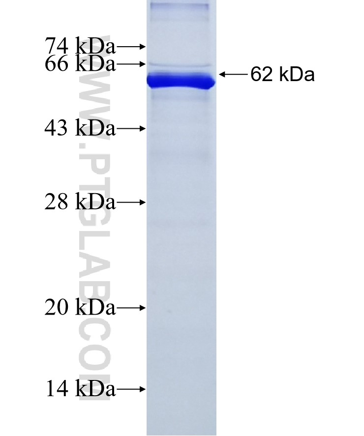 TPX2 fusion protein Ag25114 SDS-PAGE