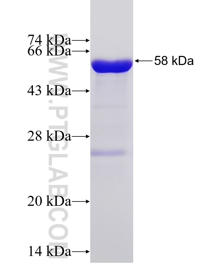 TPX2 fusion protein Ag33683 SDS-PAGE