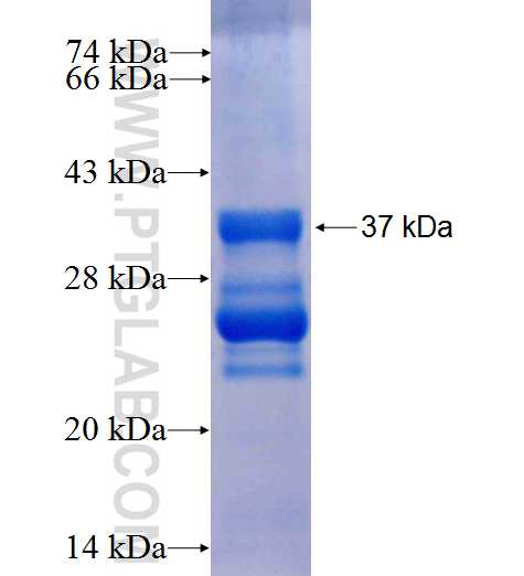 TRANK1 fusion protein Ag26206 SDS-PAGE