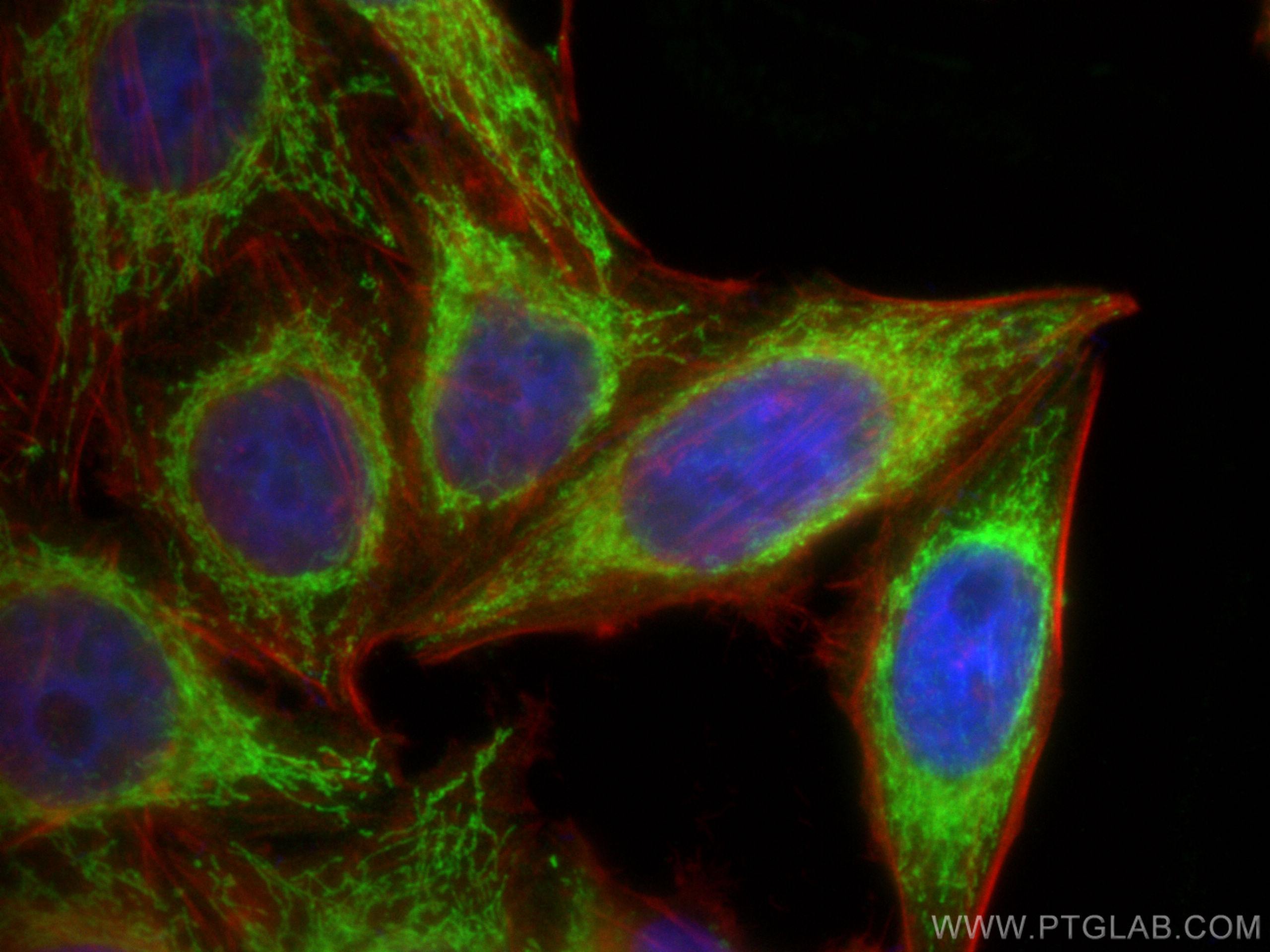 IF Staining of HepG2 using 10325-1-AP