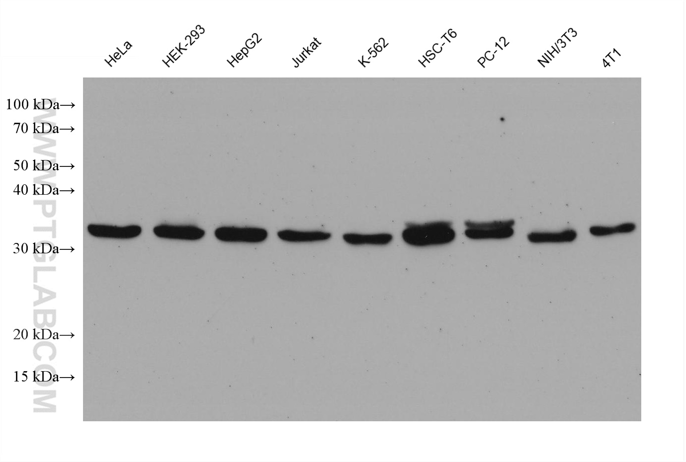 WB analysis using 67925-1-Ig