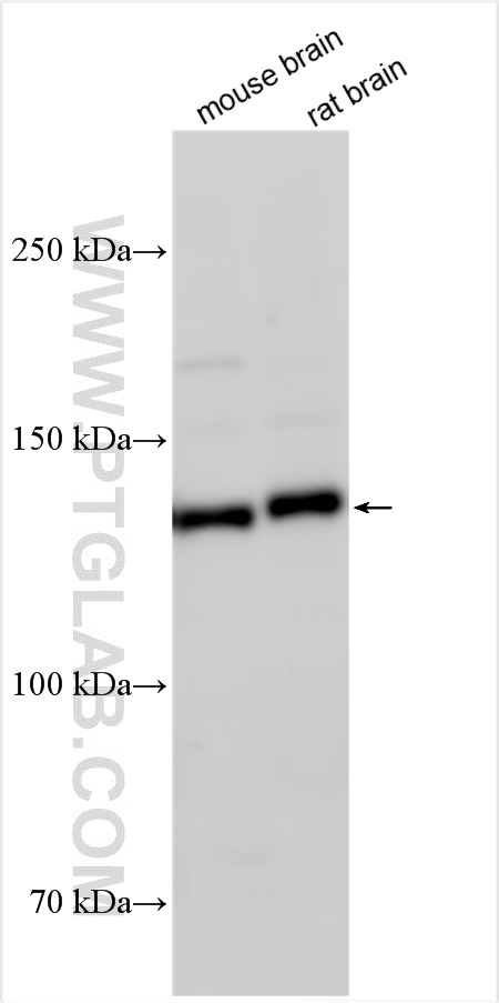 WB analysis using 27549-1-AP