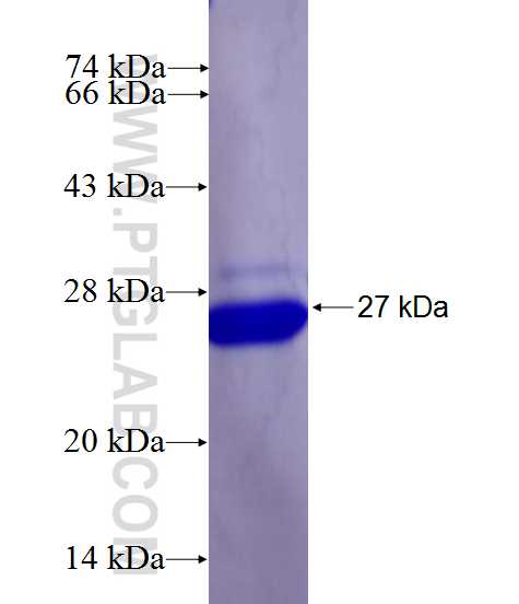 TRAPPC10 fusion protein Ag26910 SDS-PAGE