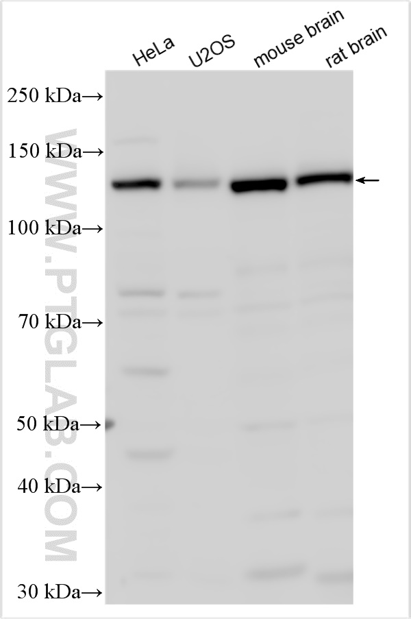 WB analysis using 27774-1-AP