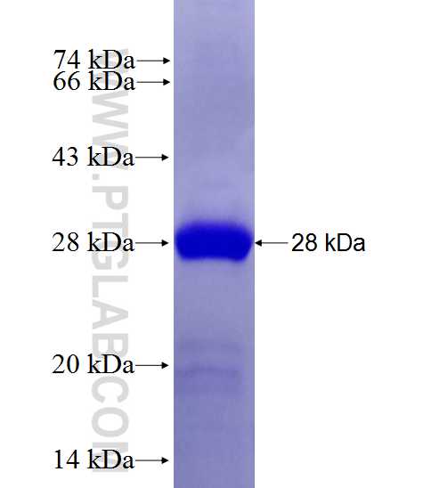 TRAPPC4 fusion protein Ag27719 SDS-PAGE