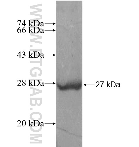 TRAPPC5 fusion protein Ag13278 SDS-PAGE