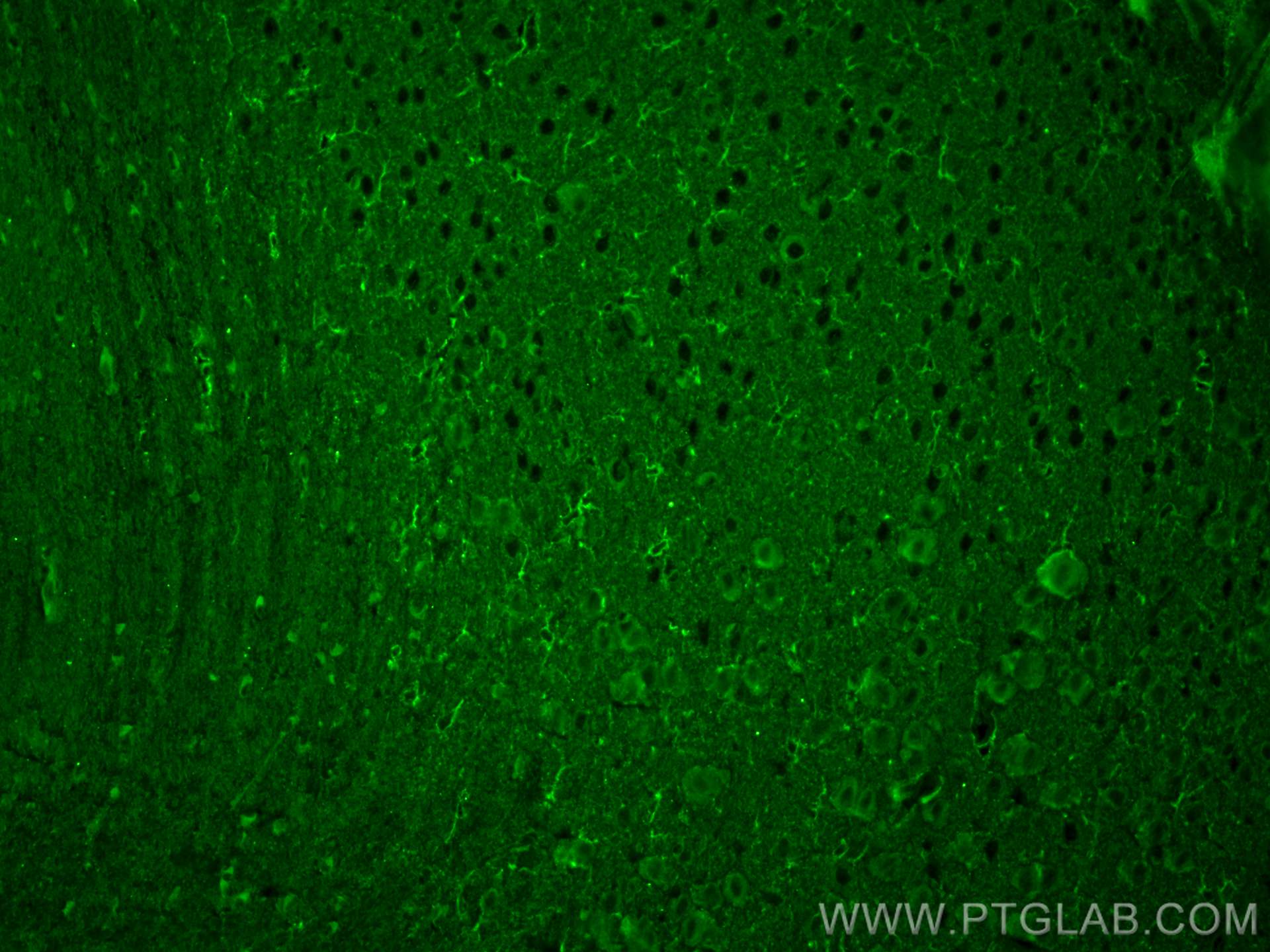 IF Staining of mouse brain using 68723-1-Ig