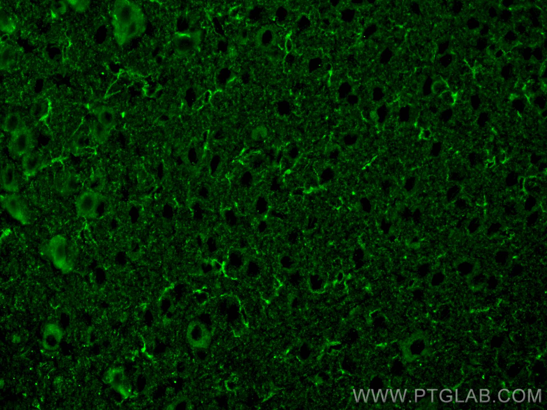 IF Staining of mouse brain using 68723-1-Ig