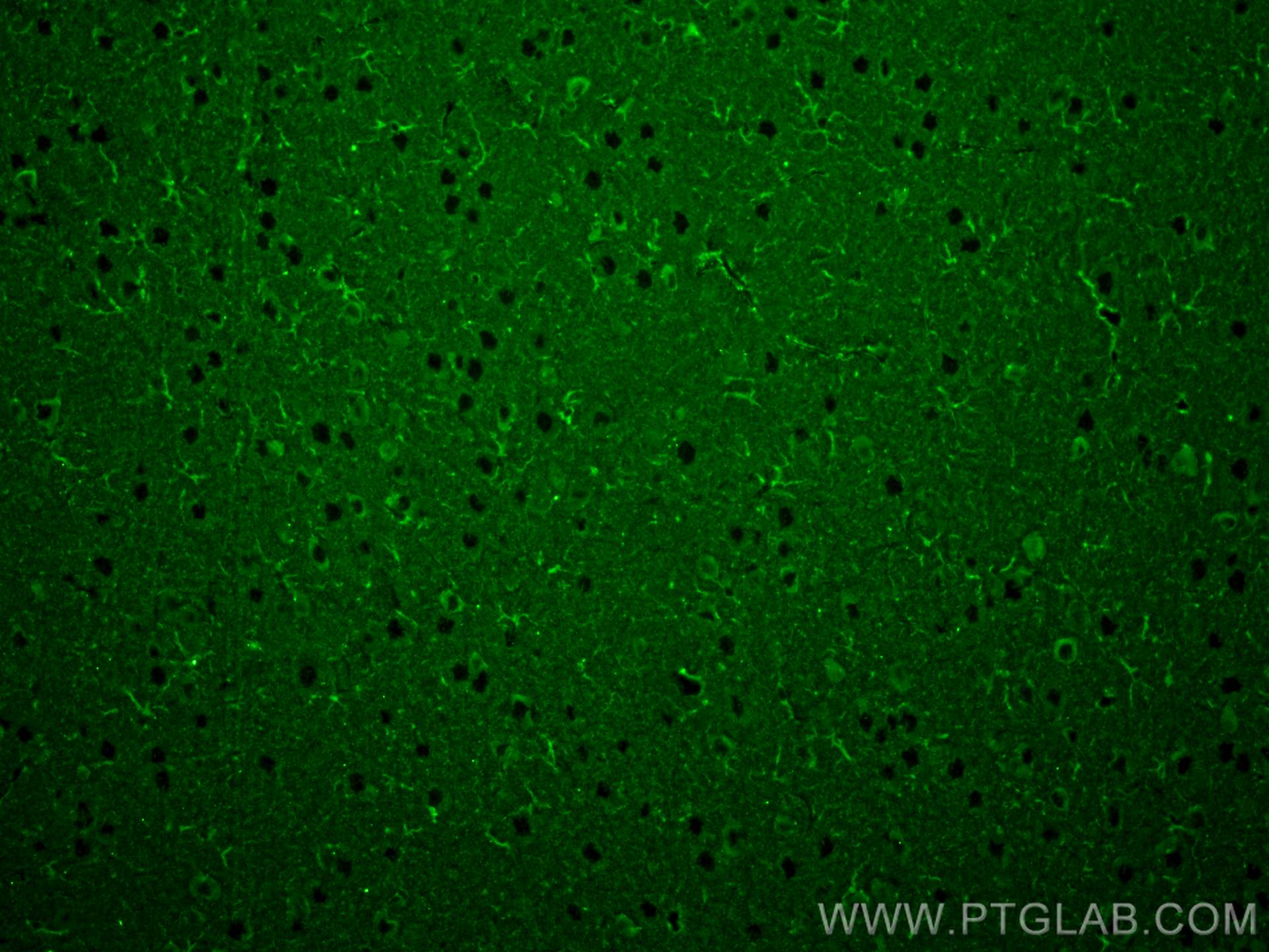 IF Staining of rat brain using 68723-1-Ig