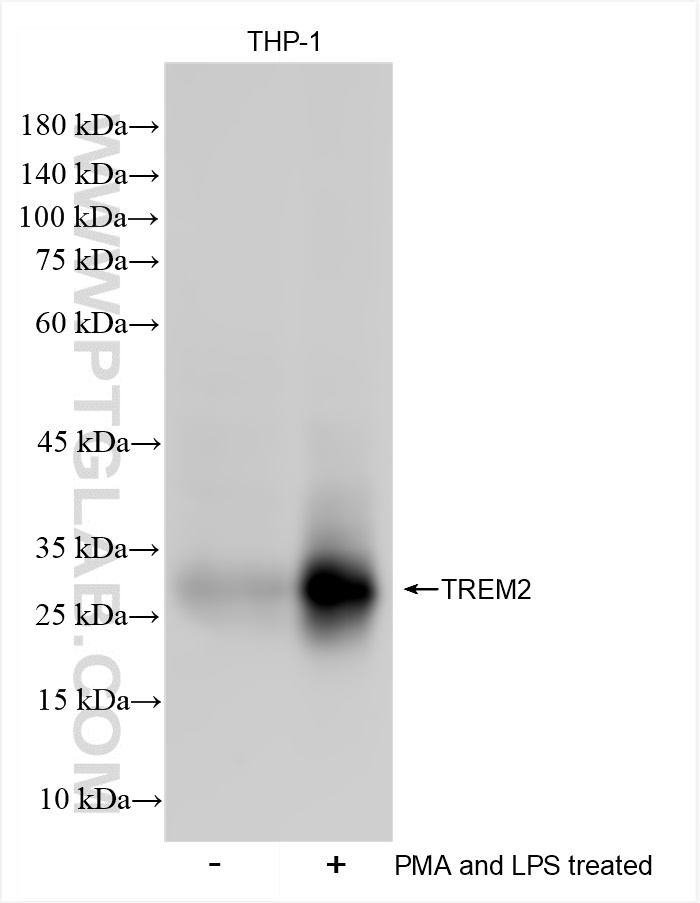 WB analysis of THP-1 using 83438-6-RR (same clone as 83438-6-PBS)