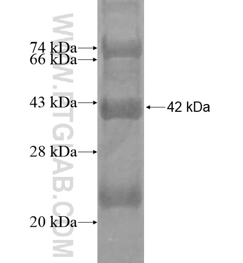 TREML4 fusion protein Ag12574 SDS-PAGE