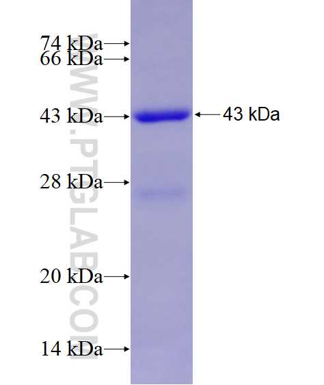 TRHDE fusion protein Ag15681 SDS-PAGE