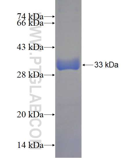 TRIM10 fusion protein Ag23193 SDS-PAGE