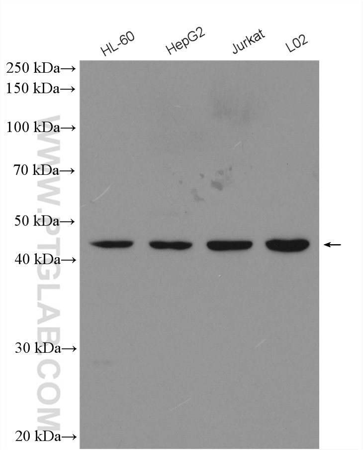 WB analysis using 15742-1-AP