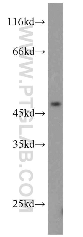 WB analysis of L02 using 15742-1-AP