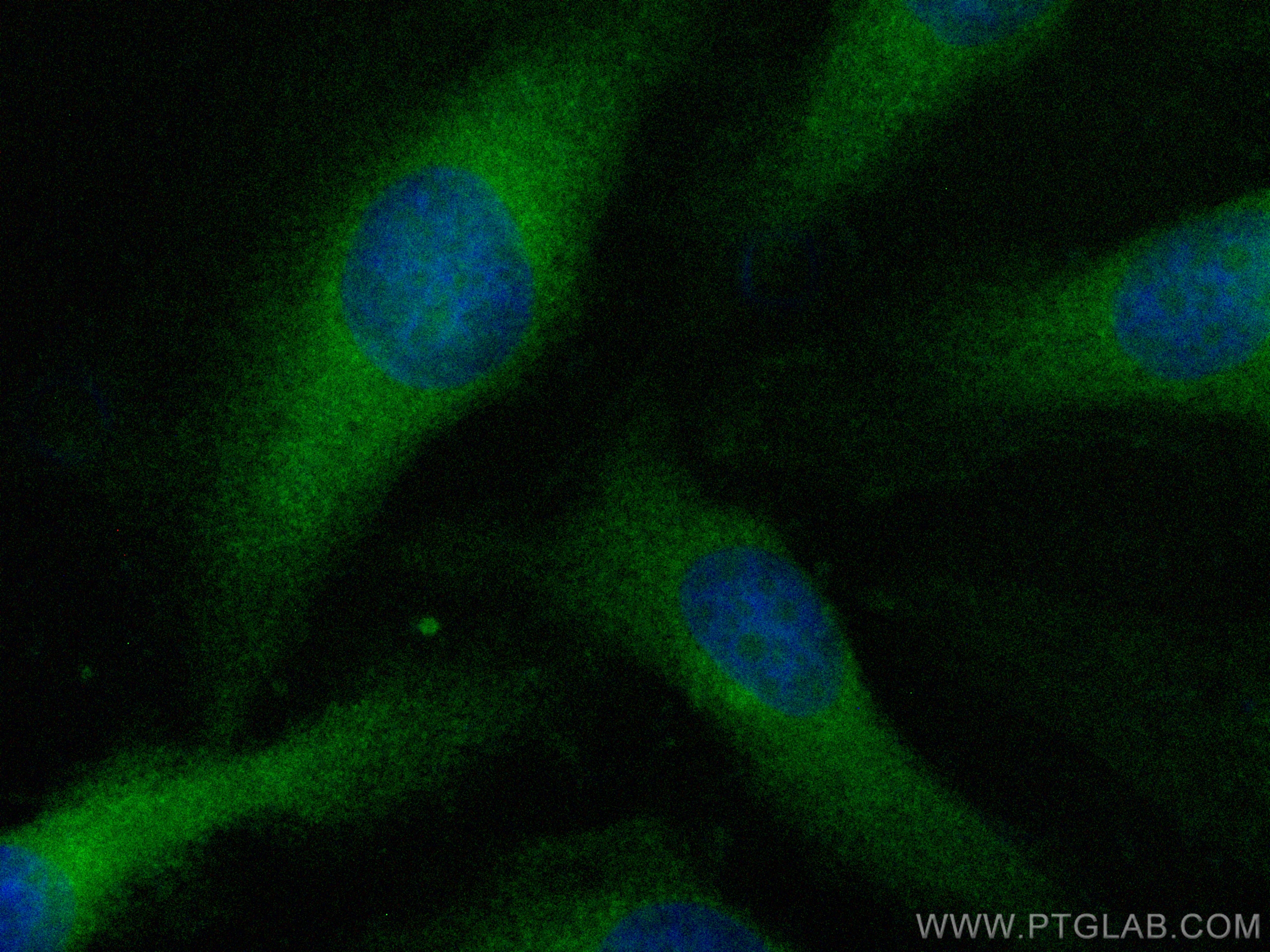 IF Staining of HeLa using CL488-15742