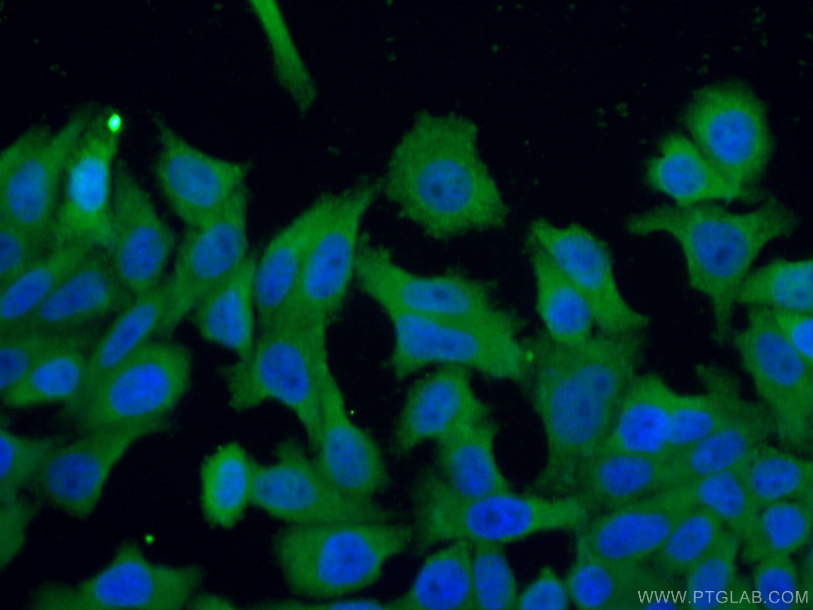 IF Staining of HepG2 using 24403-1-AP