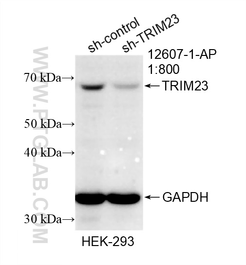 WB analysis of HEK-293 using 12607-1-AP