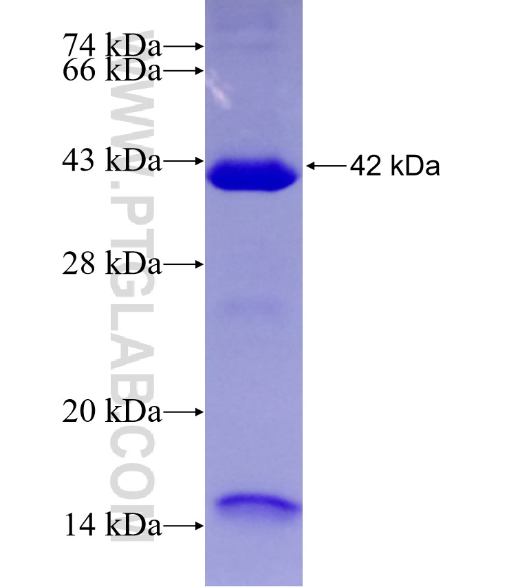 TRIM25 fusion protein Ag29325 SDS-PAGE
