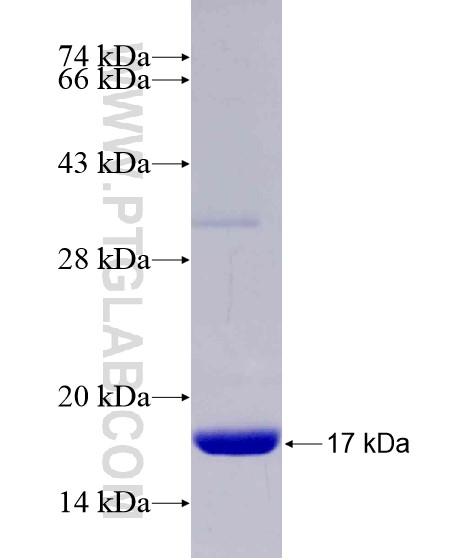 TRIM3 fusion protein Ag28902 SDS-PAGE