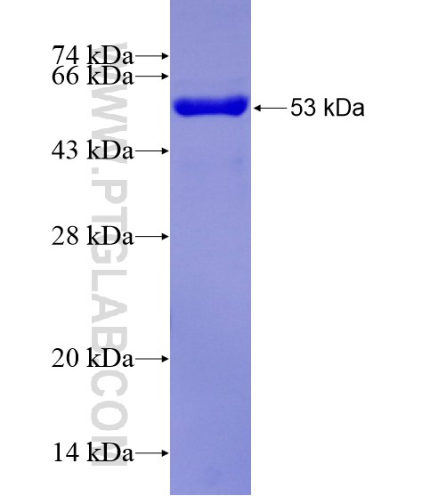 TRIM38 fusion protein Ag29033 SDS-PAGE