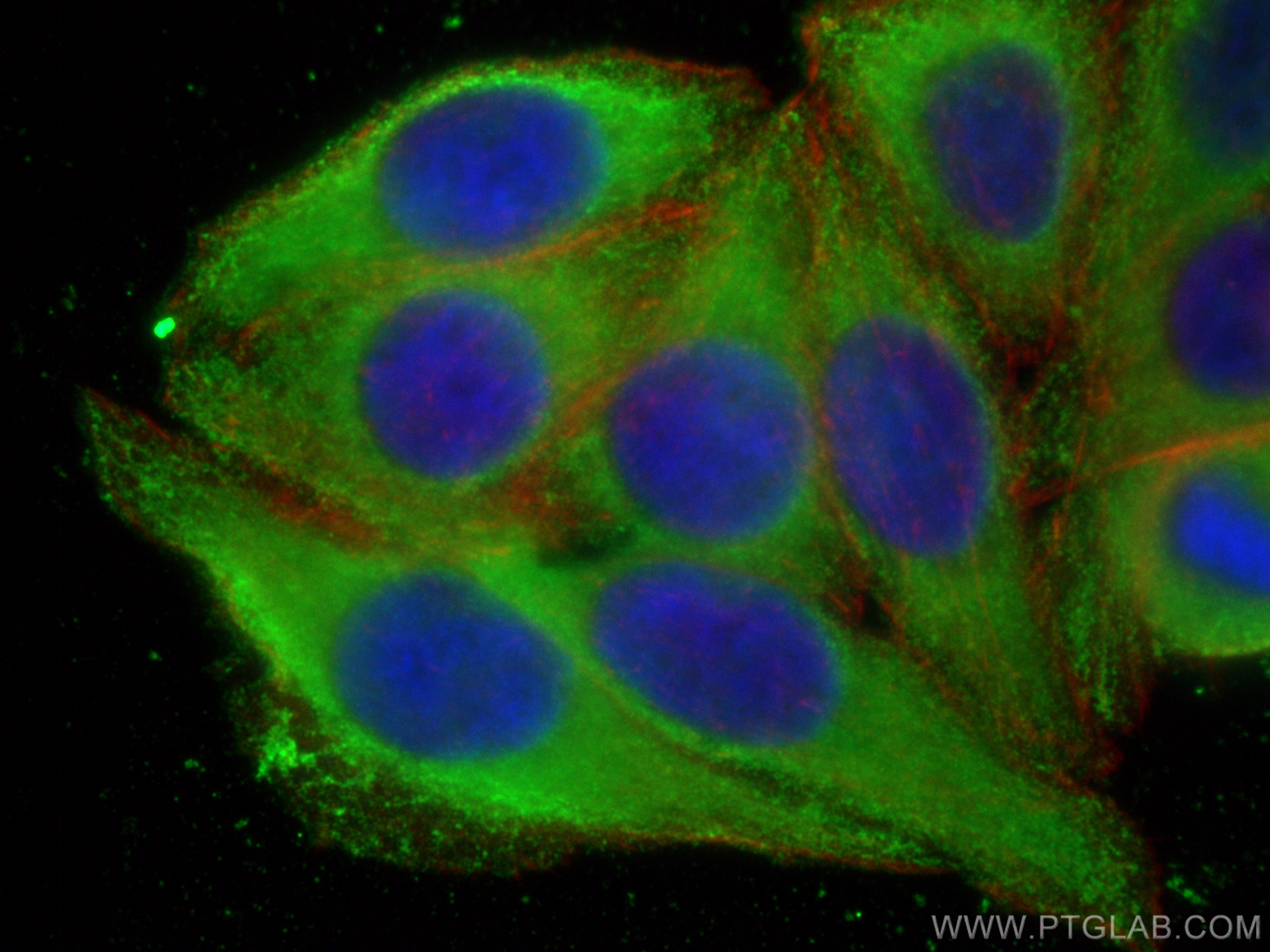 IF Staining of HepG2 using 67073-1-Ig