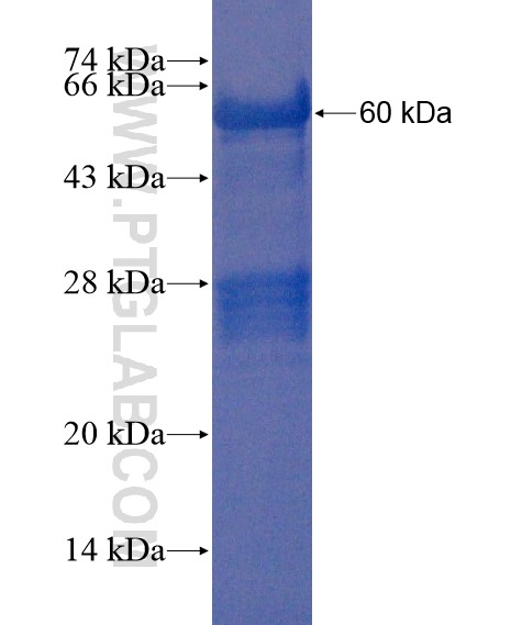 TRIM40 fusion protein Ag21649 SDS-PAGE