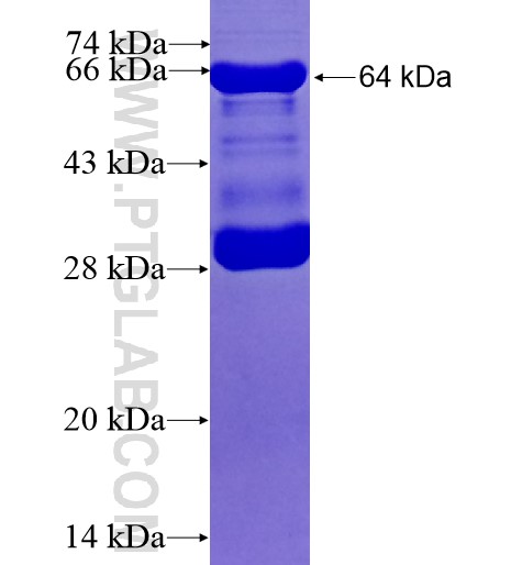 TRIM41 fusion protein Ag13236 SDS-PAGE