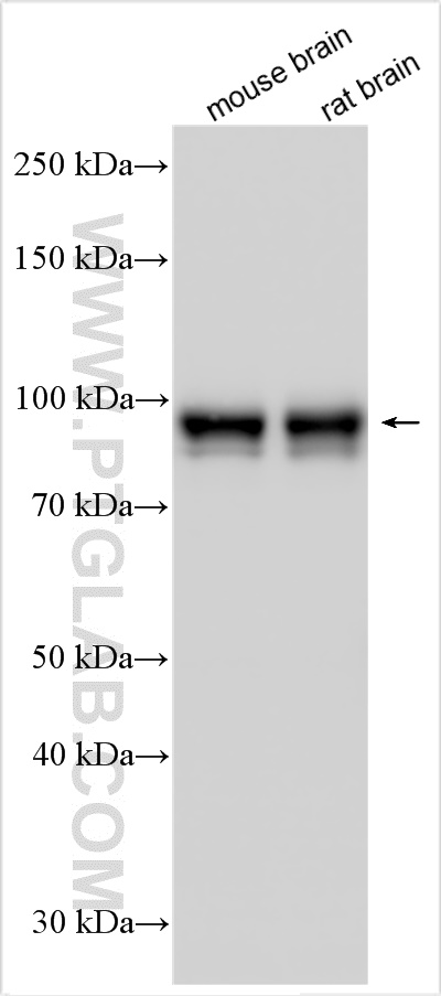 WB analysis using 21026-1-AP