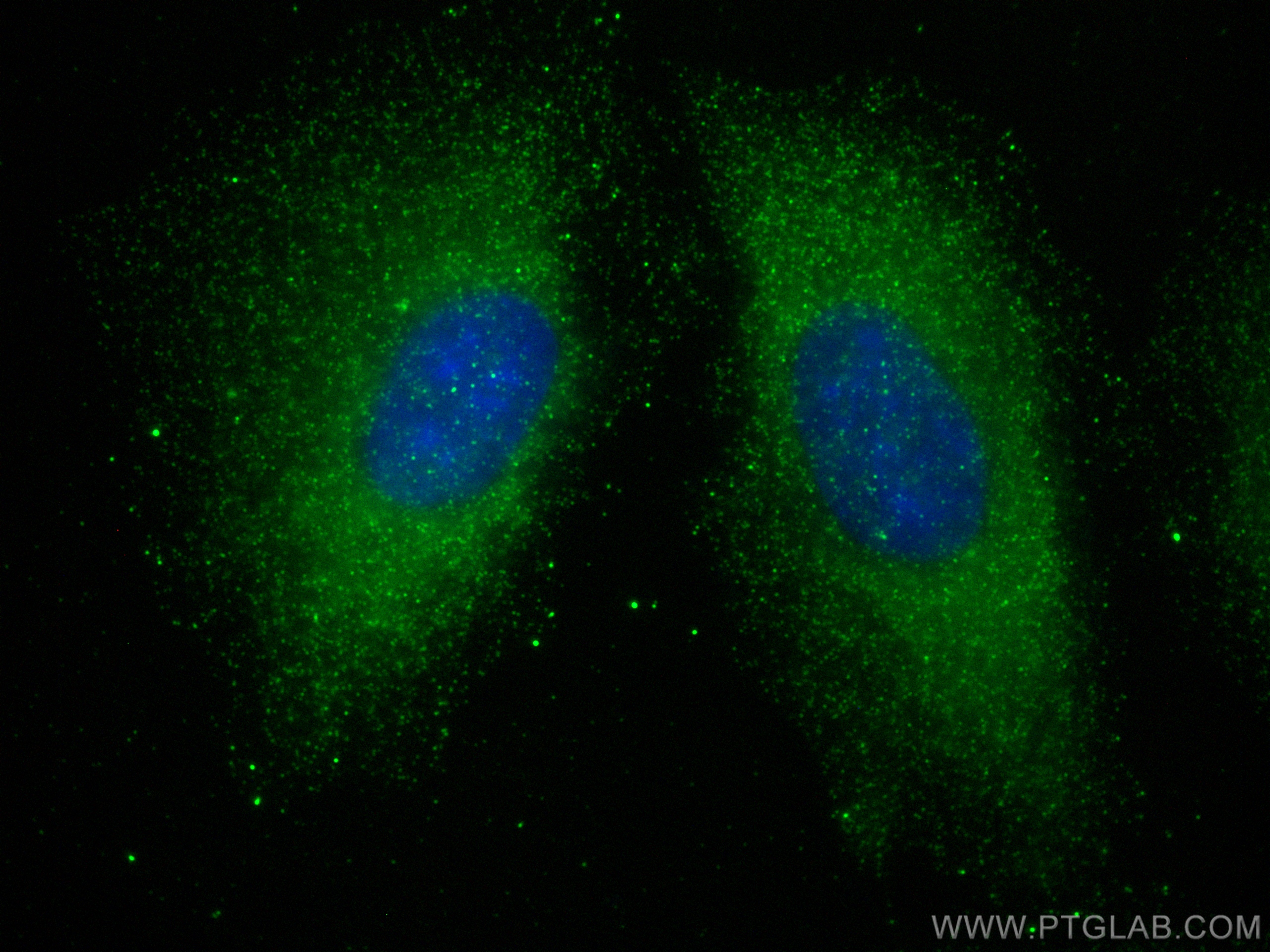 IF Staining of A549 using 83614-2-RR