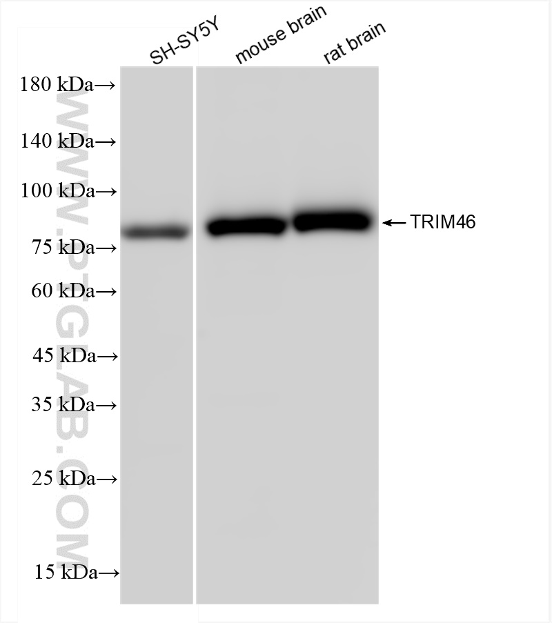 WB analysis using 83614-2-RR