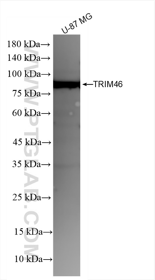 WB analysis of U-87 MG using 83614-2-RR