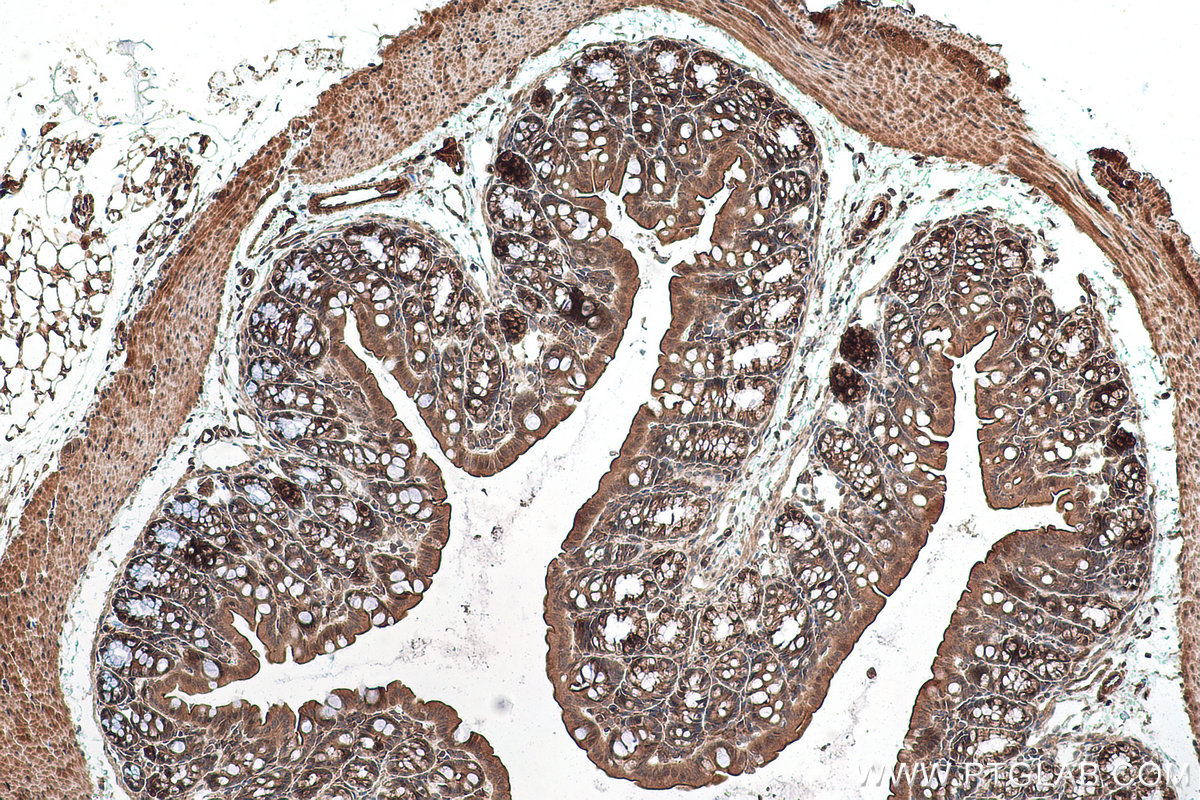 IHC staining of mouse colon using 26885-1-AP