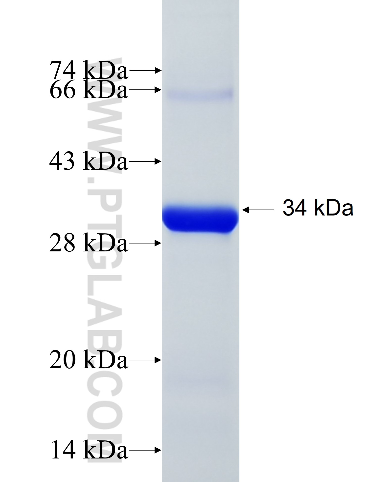 TRIM56 fusion protein Ag21997 SDS-PAGE