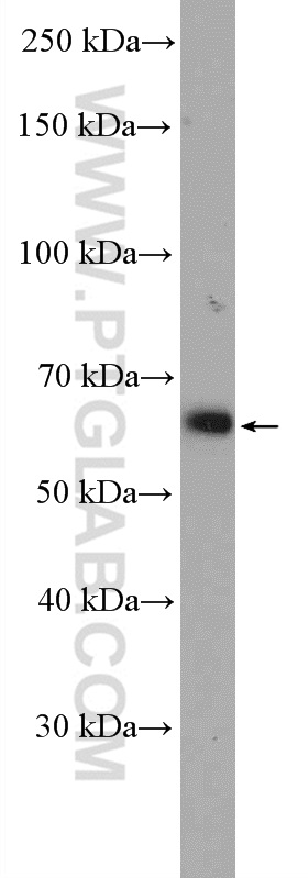 WB analysis of L02 using 27463-1-AP