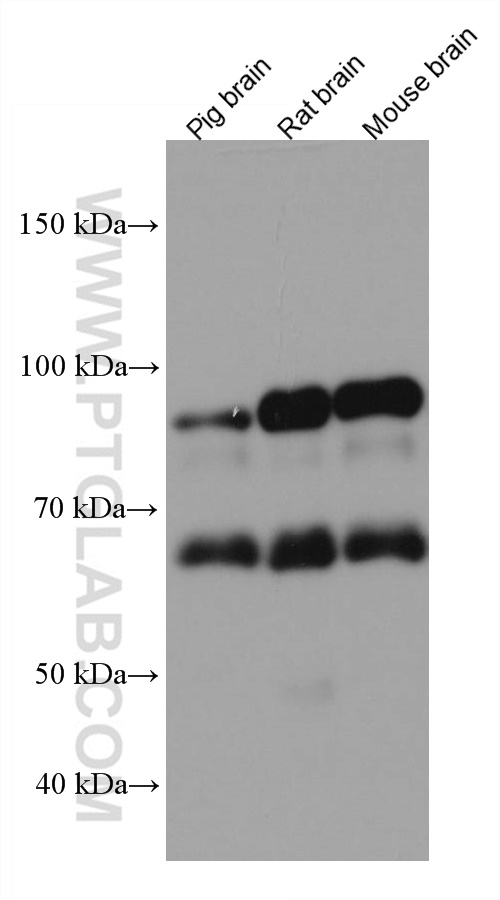 WB analysis using 67268-1-Ig