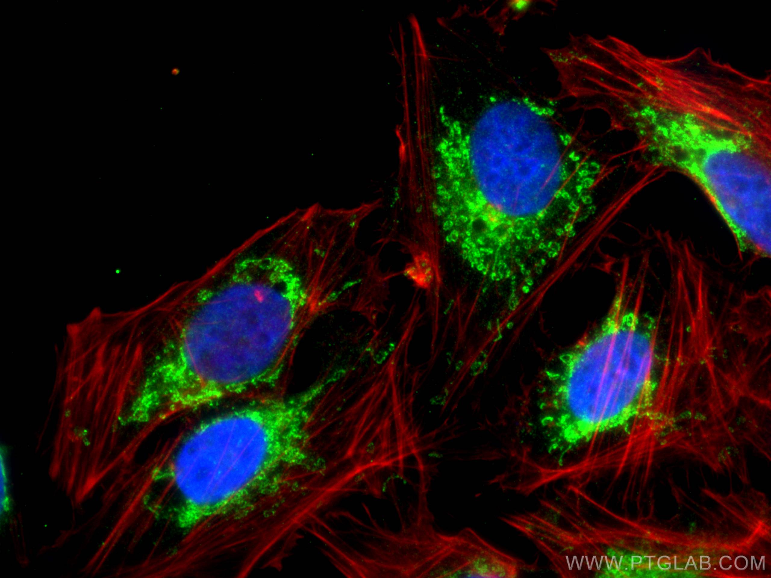 IF Staining of U2OS using 29087-1-AP