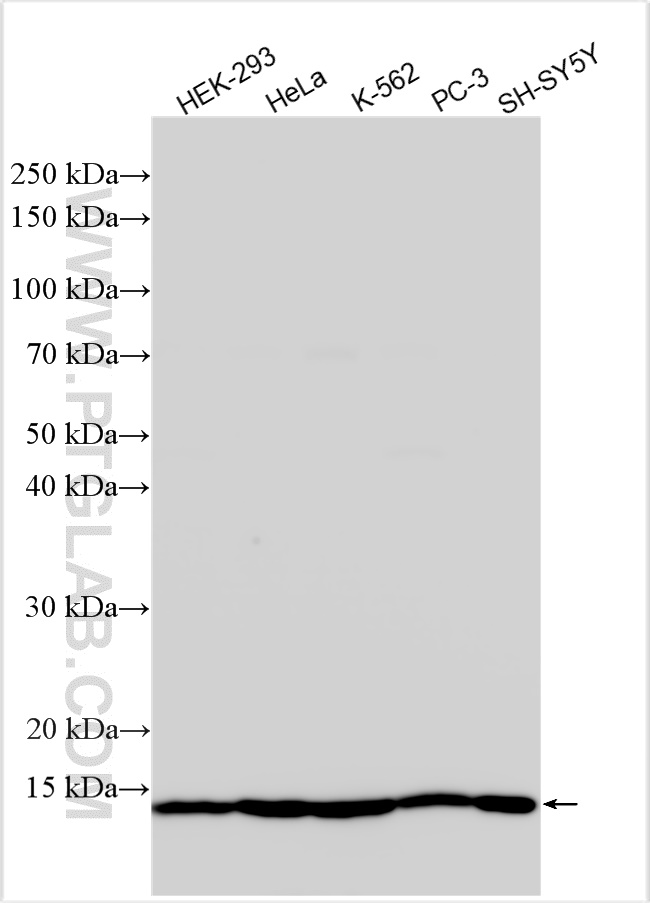 WB analysis using 26472-1-AP