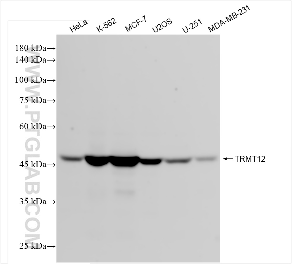 TRMT12