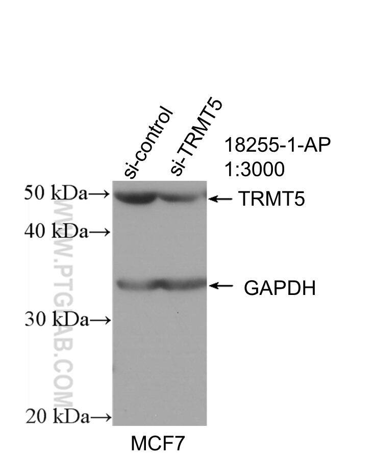 WB analysis of MCF-7 using 18255-1-AP