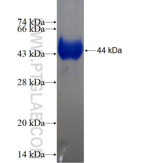 TRMT5 fusion protein Ag13073 SDS-PAGE