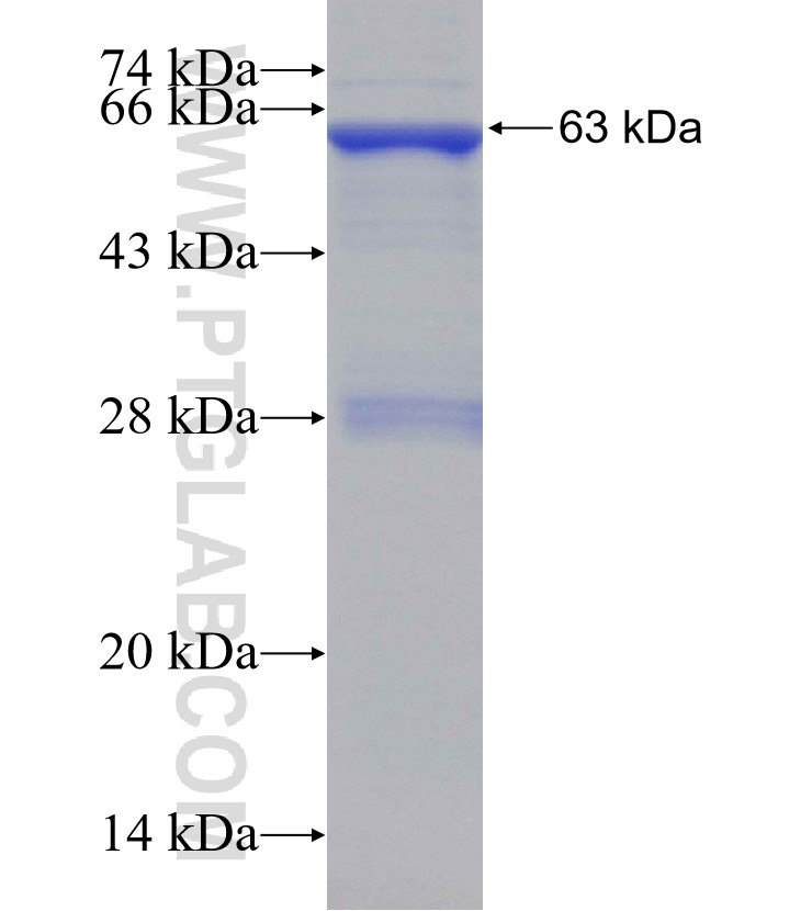 TRMT5 fusion protein Ag13075 SDS-PAGE